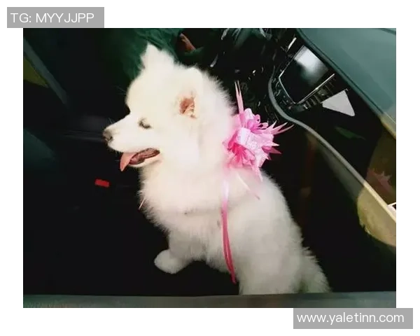 足球明星与宠物的温馨时刻:他们的生活与赛场之外的情感纽带 足球明星与宠物的温馨时刻:他们的生活与赛场之外的情感纽带